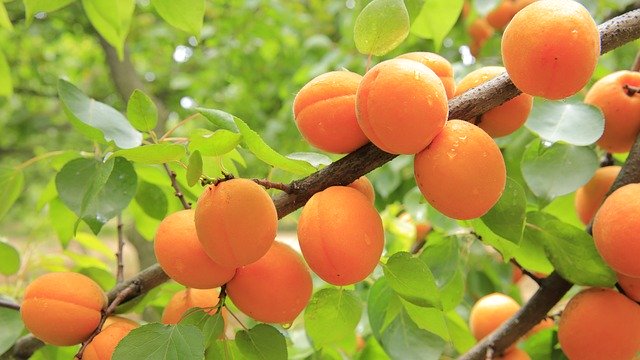 zralé meruňky na stromě