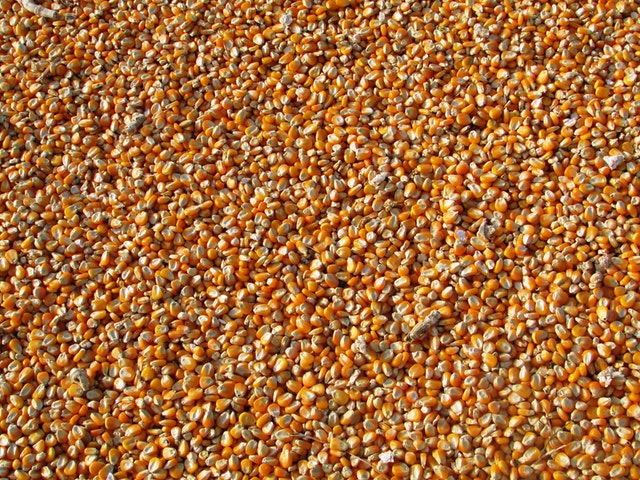 semena, kukuřice
