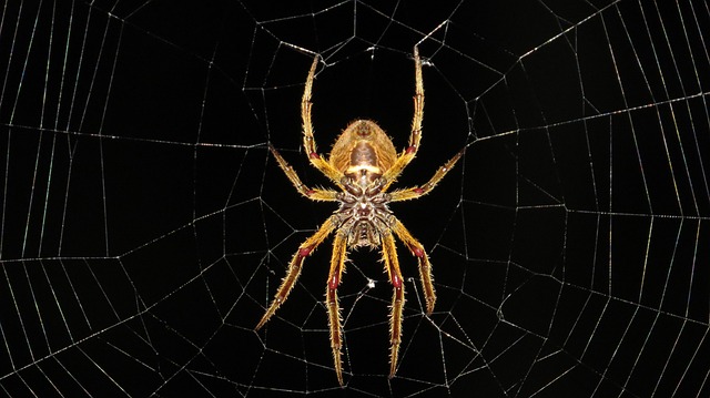 Mám velkou arachnofobii. 
